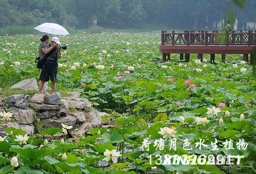 北京植物園工程