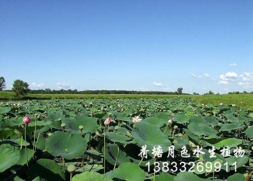 江蘇工程
