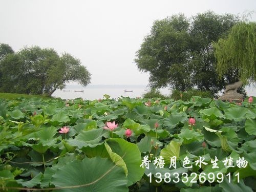 秦皇島工程