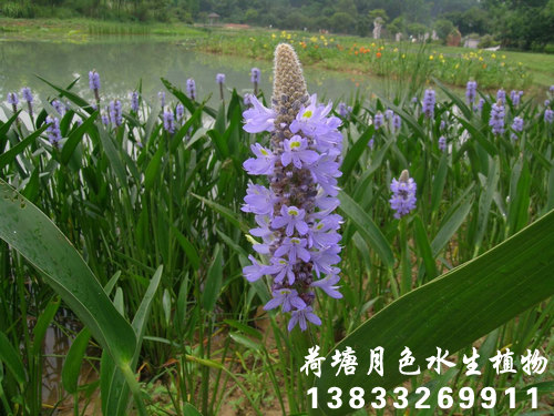 梭魚草1