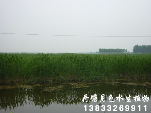 91看片免费版在线观看20