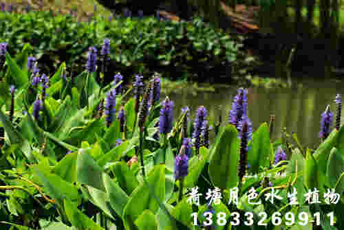 梭魚草