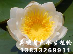 91看片污下载種苗荷花種苗91看片免费版在线观看種2