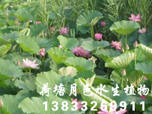 荷花種植荷花種苗14