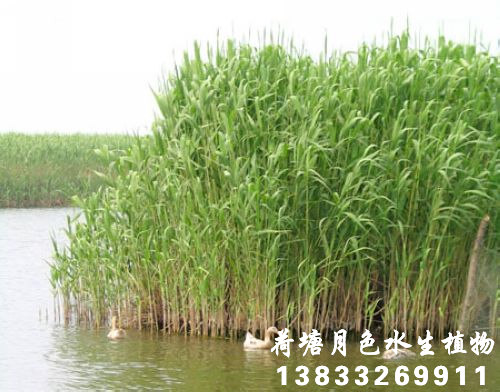 91看片免费版在线观看3