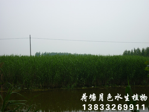 91看片免费版在线观看21