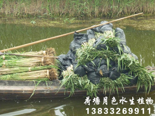 91看片免费版在线观看17