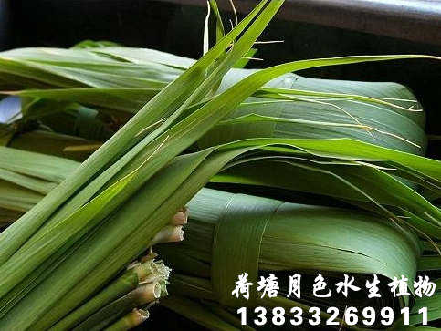 端午葦葉