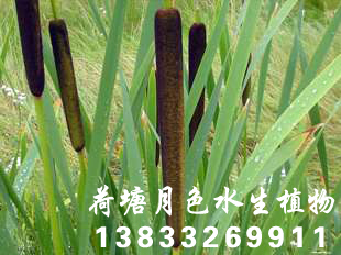 香蒲種苗1