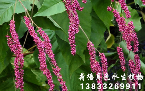 紅蓼1