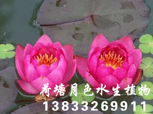 91看片污下载種苗3