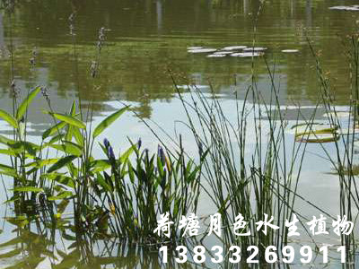 水蔥4