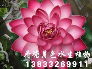 91看片污下载種苗2