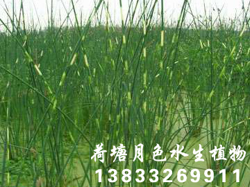 水蔥1