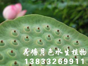 91看片污下载種苗荷花種苗91看片免费版在线观看種