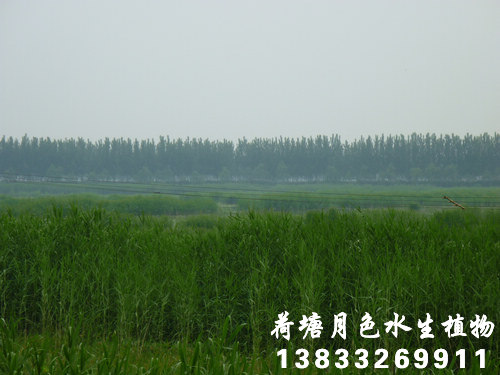 91看片免费版在线观看6