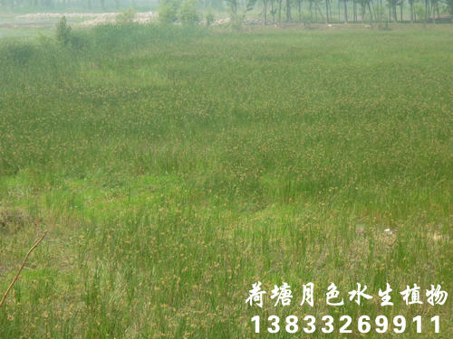 91看片免费版在线观看37
