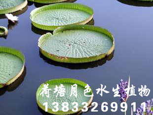 91看片污下载種苗荷花種苗91看片免费版在线观看種苗