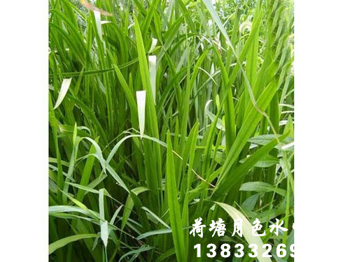 91看片免费版在线观看苗1