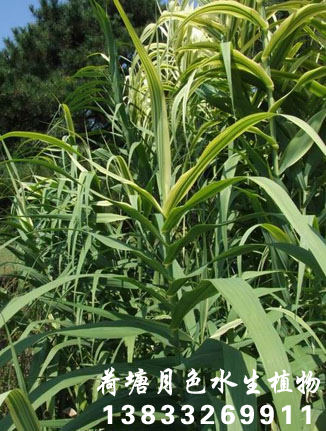 蘆竹1