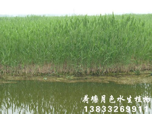 91看片免费版在线观看16