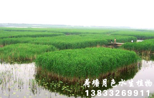 91看片免费版在线观看4