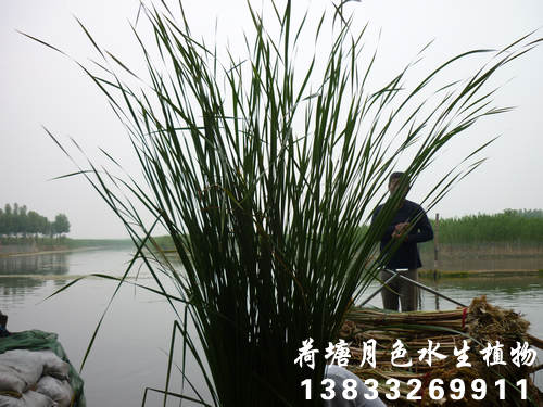 91看片免费版在线观看22
