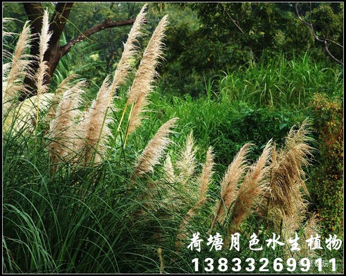 蘆荻2