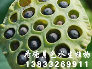 91看片污下载種苗