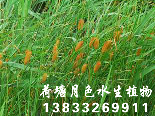 香蒲種苗