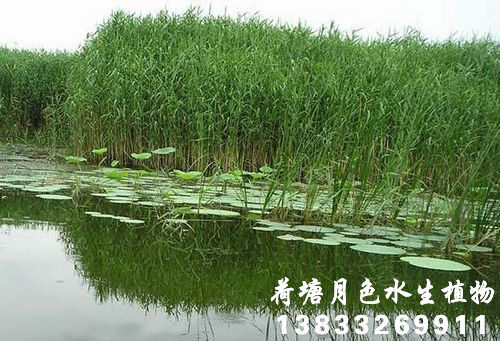91看片免费版在线观看2