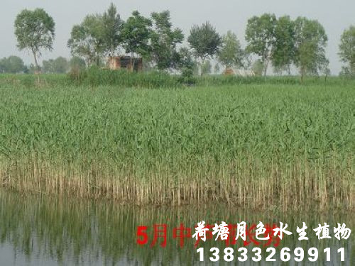 五月中的91看片免费版在线观看
