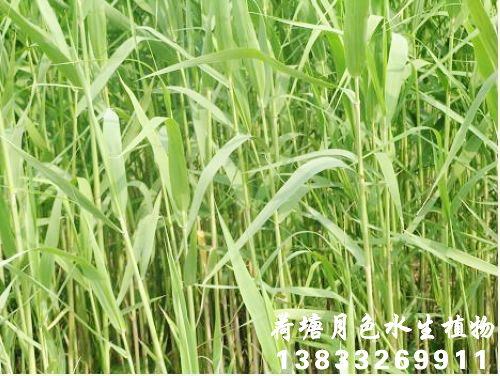 91看片免费版在线观看苗