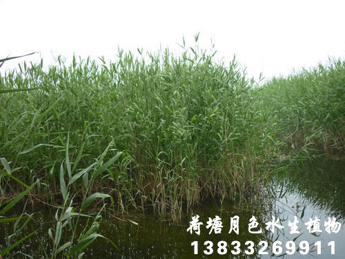91看片免费版在线观看13