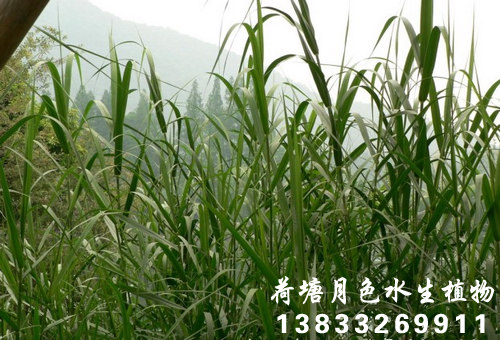 蘆竹3