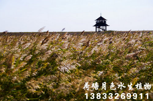 蘆荻1
