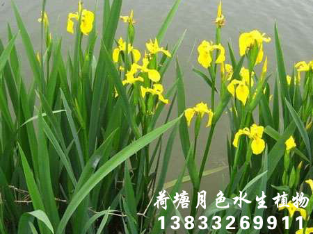黃菖蒲1