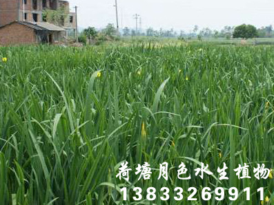 黃菖蒲
