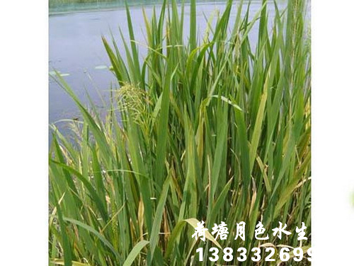 91看片免费版在线观看苗2