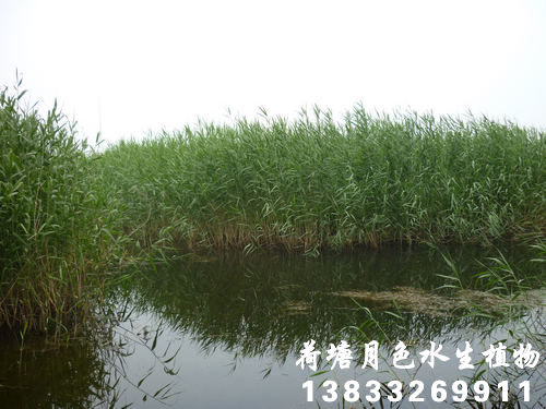 91看片免费版在线观看14