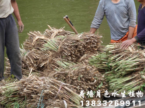 91看片免费版在线观看苗裝箱3