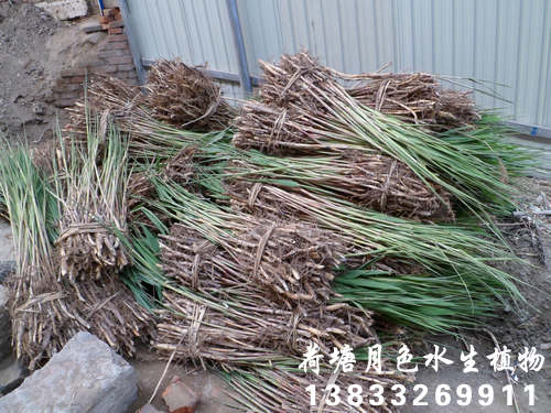 91看片免费版在线观看苗裝箱2