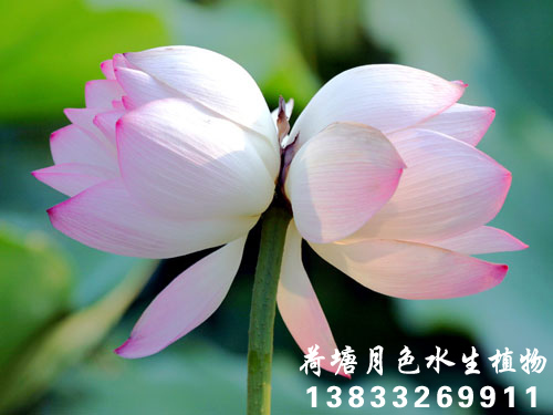 並蒂蓮