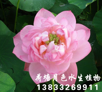 嬌蓉