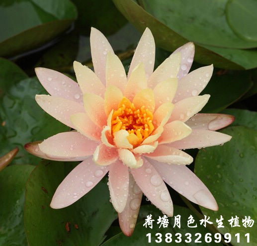 粉碗蓮