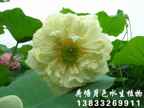 友誼牡丹蓮