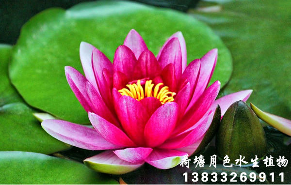 天紅91看片污下载1