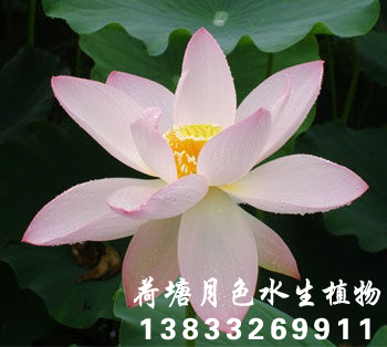 粉碗蓮