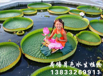 王蓮