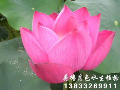紫重陽